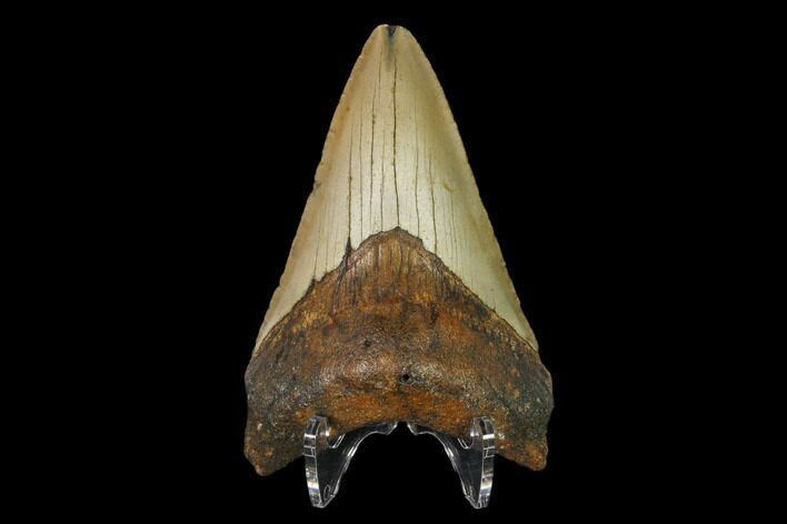 Fossil Megalodon Tooth - North Carolina #147023